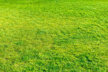 Obraz na płótnie Canvas Green lawn for background