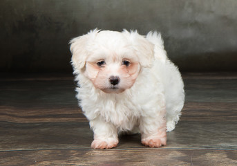 Havaneser Welpe Hund