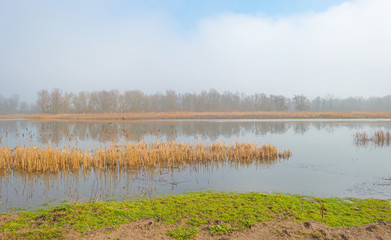 Shore of a foggy lake in winter
