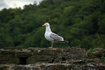 CONWY, WALES - JUNE, 2013: View on Conwy Castle. The castle is a