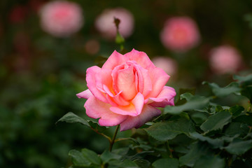 beautiful pink rose in a garden