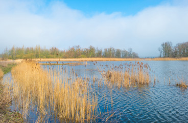 Shore of a foggy lake in winter