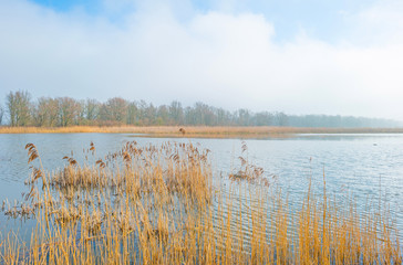 Shore of a foggy lake in winter