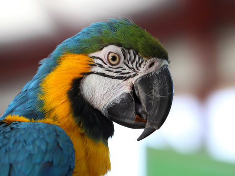 Blue and Gold Macaw (Ara Ararauna)