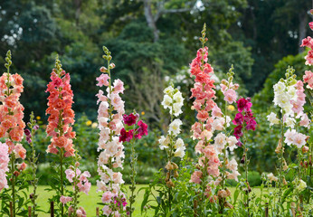Snap dragon flower blooming in garden