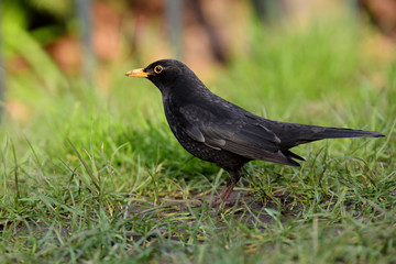Blackbird
