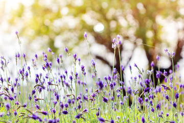 Lavender flower. Beautiful lavender flower lit by sunlight