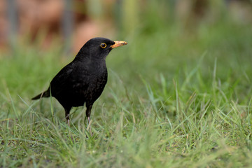 Blackbird