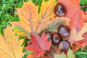 Colorful image of autumn leaves and chestnuts on green grass background.