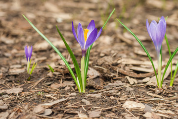 Spring is comming! - Close up image of purple crocus flowers.