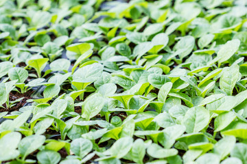 Tobacco cultivation young plants planting
