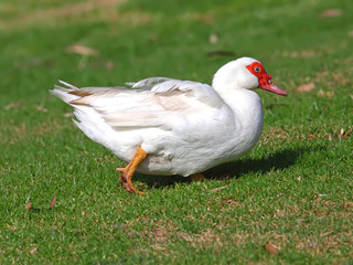 Muscovy Duck (Cairina moschata)