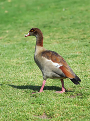 An Egyptian goose