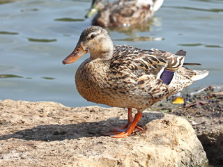 mallard duck