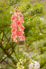 Snap dragon flower blooming in garden