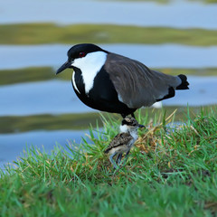 Lapwing with nestling ( baby bird )