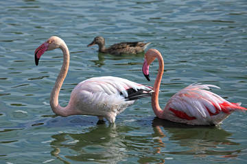 Pink Flamingos