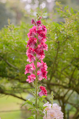 Obraz premium Snap dragon flower blooming in garden
