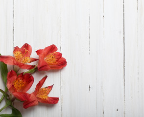 Alstroemeria flowers on white wooden background