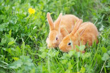 two little rabbits outdoor © Maya Kruchancova