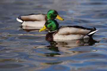 Mallard, Duck, Anas platyrhynchos
