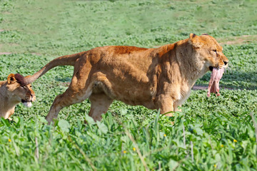 Obraz premium Lion family eating their prey