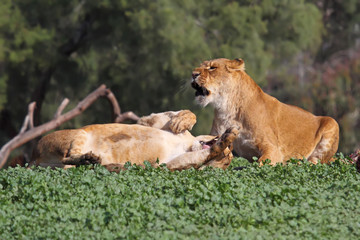 young lion cubs play fight in the zoo