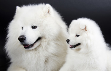 Fototapeta premium Two Samoyed dogs (isolated on a black background)