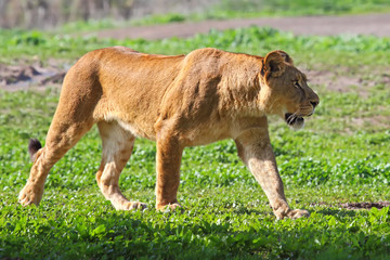 A lioness looking for food