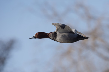 Common Pochard, Pochard, Aythya ferina 