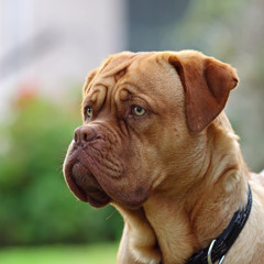 dogue de bordeaux - close up details of face .