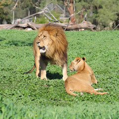 Male and female lion