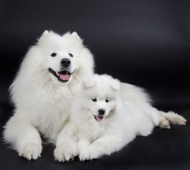 Two Samoyed dogs (isolated on a black background)