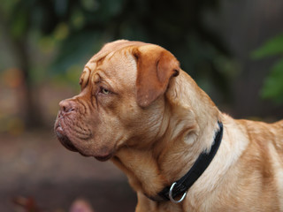 dogue de bordeaux - close up details of face