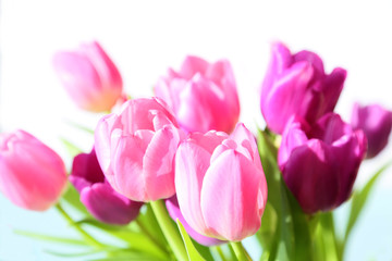 rosa und violette Tulpen 