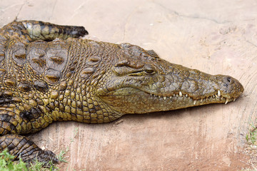crocodile resting in Israel Zoo