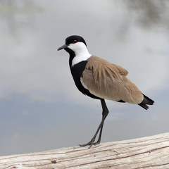 lapwing standing on one leg