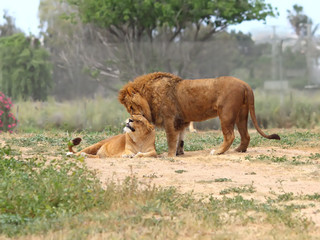 Male and female lion © leonidp