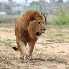 Close Up picture of a male lion