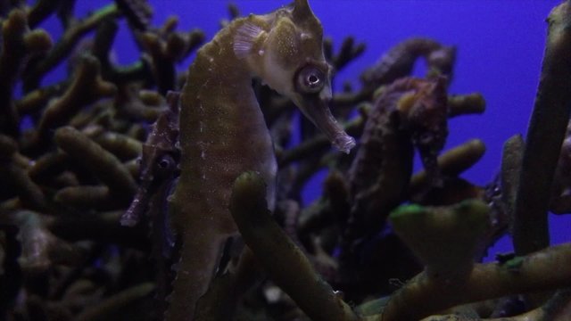 Seahorse close-up