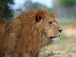 A closeup portrait of a beautiful African lion.