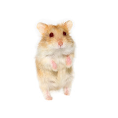 Hamster on a white background