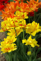 Yellow and orange tulips in the garden