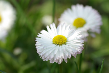 Fototapeta premium Daisy in the spring garden