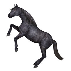 Fototapeta premium Black Horse on White