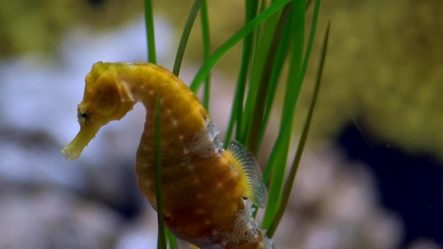 Seahorse on a coral reef
