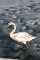 Swan on lake Zell in Zell Am See, Austria
