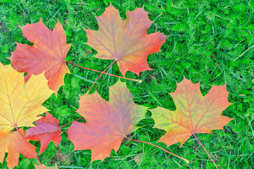 Colorful autumn leaves on green grass background.