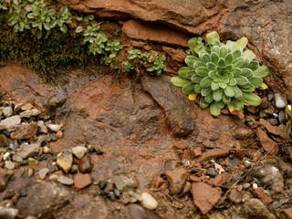 Nature of Mt.Rigi/Switzerland