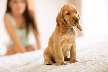 Little puppy Cocker Spaniel race sit on girls bed